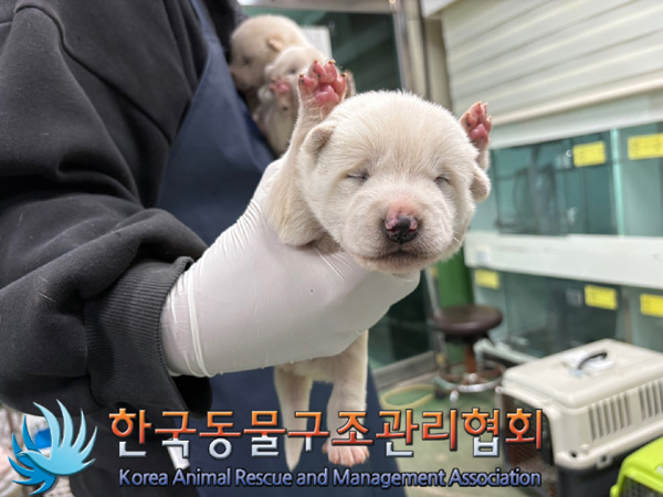 한국동물구조관리협회_441406202402046